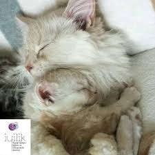 Bugun Bir Barisma Ve Kavusma Gunudur Kalbim Yumusak Ve Zihnim Esnek Sevgiyle Bakiyor Goruyor Kucak Aciyor Ve Kabul Ediyorum Kedi Cute Kittens Olumlamalar