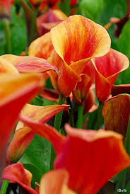 Maybe you would like to learn more about one of these? I Migliori 30 Bulbi Fiori Perenni Per Te 2021 Ufficio Spettacoli It