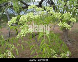 Image result for Kirkia acuminata