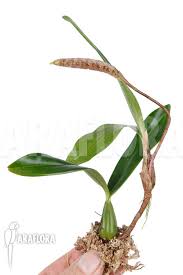 Image result for Combretum falcatum