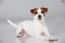 Parson Russell Terrier Health Testing And Hereditary Health Issues Pets4homes