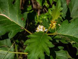 Image result for Solanum chrysotrichum