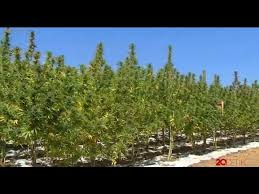 Mar 14, 2019 · sekitar 10 hektare ladang ganja di aceh besar dimusnahkan. Diresmikan Tahun Lalu Tempat Ini Menjadi Ladang Ganja Legal Youtube