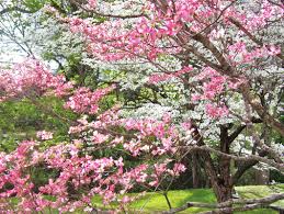 They love a full sun environment and thrive in the upper, middle, lower, and coastal south the flowering dogwood, native to the eastern united states from new england to central florida, is the state flower of north carolina and virginia. Flowering Trees Before The Deep Freeze Living In The Blue Ridge Mountains Of North Carolina A Blog