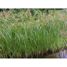 Image result for Cyperus longus