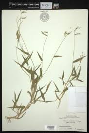 Image result for Urochloa panicoides