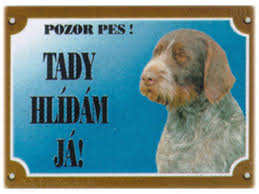 Image result for český fousek stavba těla