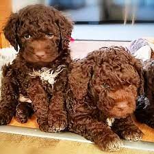 There are over 2,000,000 puppies born in the united states every year and 90% are bred and born in puppy mills. Facebook