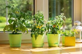 Here is how to transplant them into a container for your. How To Grow Tomatoes Indoors Enjoy Tomatoes All Year Round Tomato Bible