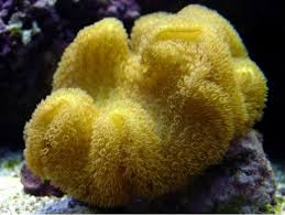 Image result for Sarcophyte piriei