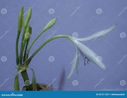 Image result for Crinum paludosum