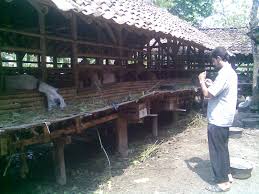 Kandang kambing dari bambu cocok untuk pemula. Upaya Peningkatan Efisiensi Peternakan Kambing Perah Melalui Improvisasi Genetika Pemuliaan Ternak Kandang Bambu Management