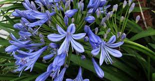 All About Agapanthus Lily Of The Nile One Stop Guide