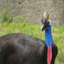 Kazuar Helmiasty Wikipedia Wolna Encyklopedia Bird Species Names Of Birds Bird