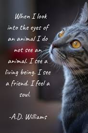 When I Look Into The Eyes Of An Animal Quote Cat Quote Pawromatherapy Cat Quotes Inspirational Pets Cute Dog Pictures