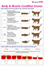 how much should i feed my cat the cat feeding guide