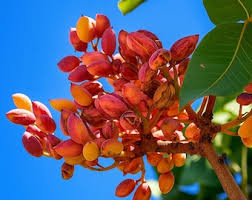 Image result for Pycreus macranthus