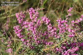 Image result for Muraltia