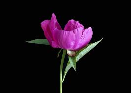 Flower Meanings - Our top 12 flowers and their meanings and significance – Kate Hill Flowers