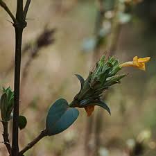 Image result for Barleria rotundifolia
