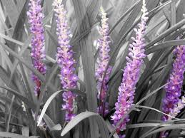 Black And White Picture With Color Accents Black And White Photos With Color Accents Black And White Photography With Color Flowers Black Background Color Splash Purple Color Splash Photo