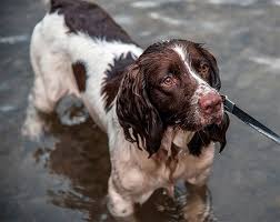 Finding the right field spaniel puppy can be dog gone hard work. English Springer Spaniel Dog Breed Information Pictures Characteristics Facts Dogtime