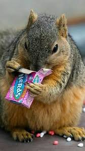 Pin By Angela Rayson On Splendid Squirrels Squirrel Pictures Cute Baby Animals Cute Squirrel