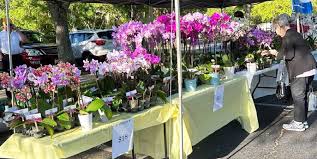 Solivita Reflections