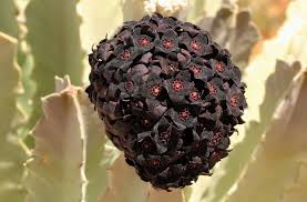 Image result for Tridentea marientalensis