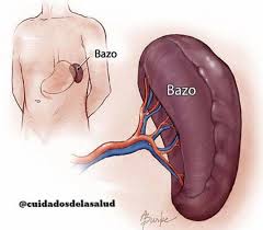 Bazo 
(Tierra)