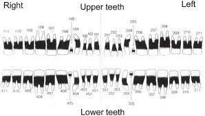 Dental resources from aaha press aaha. The Triadan System Of Dental Nomenclature The Teeth Are Divided Into Download Scientific Diagram