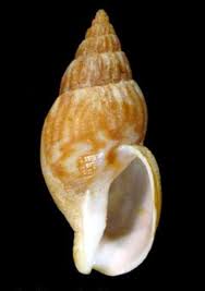 Image result for Acompsia subpunctella