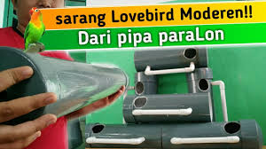 Anda dapat melakukannya dengan memberikan dua tangkringan dalam satu sangkar. Glodok Lovebird Dari Pipa Paralon Cara Membuat Gelodok Burung Lovebird Youtube