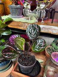 Image result for calathea