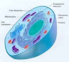 10 Interesting Animal Cell Facts My Interesting Facts