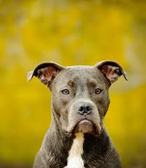 Blue nose pit bulls are intimidating and muscular dogs that bond extremely closely to their owner. Blue Nose Pitbull Facts Fun Pros And Cons Of A Blue Nosed Pup