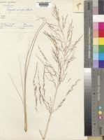 Image result for Eragrostis rotifer