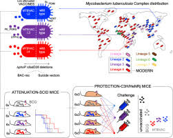 So when might you get one? Live Attenuated Tb Vaccines Representing The Three Modern Mycobacterium Tuberculosis Lineages Reveal That The Euro American Genetic Background Confers Optimal Vaccine Potential Ebiomedicine