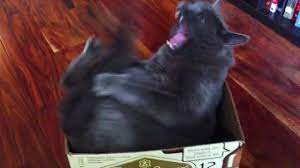 Cat Bites His Own Tail Youtube