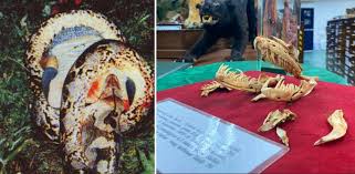 The latest music videos, short movies, tv shows, funny and extreme videos. Ular Makan Manusia Di Segamat