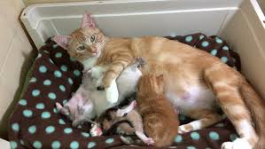 They are a little over two months old,. 4k Hd Video Orange And Stock Footage Video 100 Royalty Free 1034716751 Shutterstock