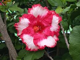 Image result for Hibiscus torrei