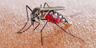 Over 3,500 types of mosquitoes can be found worldwide. How Self Limiting Mosquitos Can Help Eradicate Malaria Wired
