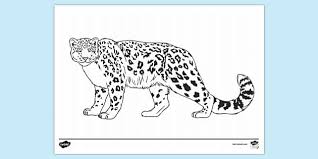 Click to see printable version of snow leopard coloring page. Free Snow Leopard Colouring Sheet Colouring Sheets