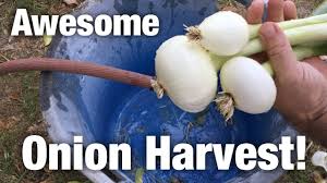 Growing Onions In Aquaponics Gardens Farming Aquaponics