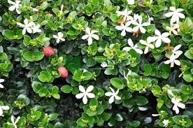 Image result for Polycarpaea prostratum