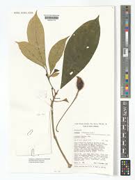 Image result for Voacanga chalotiana