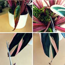 Houseplants that develop brown leaf tips may be doing so in response to over watering. What To Do About Yellow Brown Leaves Plant Care Tips And More La Residence