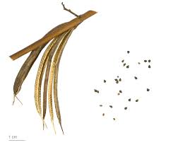 The green midsized leaves are joined to a main stem and have a. Mulukhiyah Wikipedia