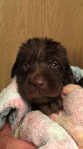 She too loves loves loves food and catching the ball (over and over and over again). 3 Week Old Chocolate Lab Pup Just Had His Bath Lab Puppies Chocolate Lab Chocolate Labrador